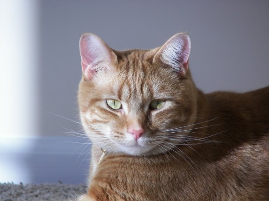 Zeus: Cat Model
