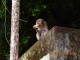 Monkeys_at_the_Batu_caves.JPG