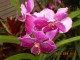 Orchid_Garden_Singapore.JPG