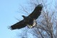 eagle1.JPG