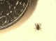 Got_Lyme_Yet.gif