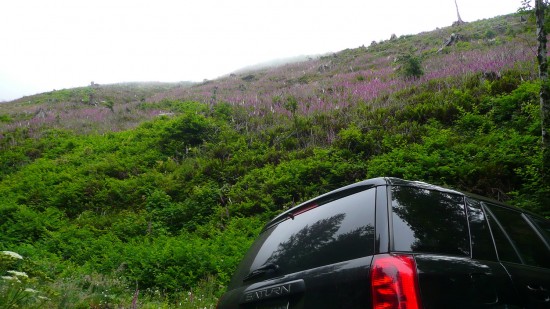 Foxglove Fields: Logging road, Hwy 101