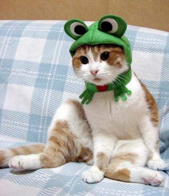5812hatcat-frog