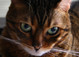 10421Seven_CU1.jpg
