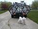 5111bike_dog.jpg