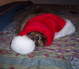 5812Santa_Dog.jpg