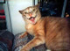 5812cat.jpg