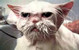 5812wetcat2.jpg