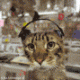 s_42f6bf01c500809d5324d5e255e8ef04.gif