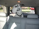 10096Dane_with_a_Vue.JPG
