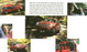 33203l-page-10.jpg